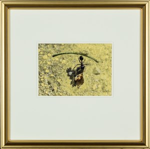 Image description is not available for 2008.021